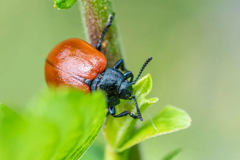 Inimigos Naturais a Serviço do Campo: Como o Controle Biológico Está Reduzindo Custos e Abrindo Mercados Premium para Produtores Brasileiros