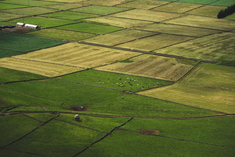 Pecuária de Corte no Cerrado: Como o Sistema ILPF Está Triplicando a Rentabilidade por Hectare sem Desmatar um Palmo Sequer