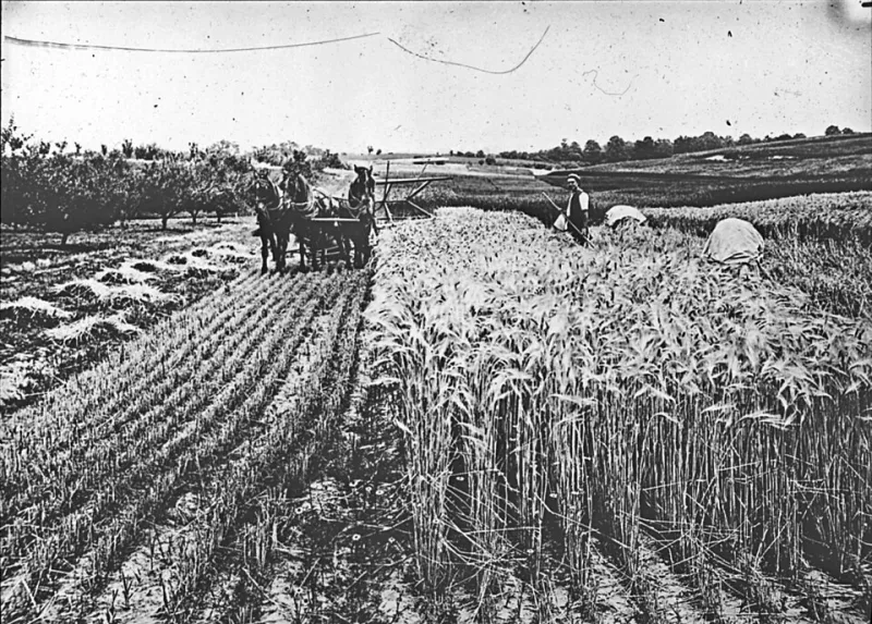 Da Colheita ao Mercado: Tecnologias de Baixo Custo que Estão Salvando a Produção de Pequenos Agricultores Brasileiros